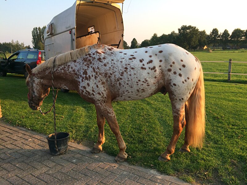 Afbeelding