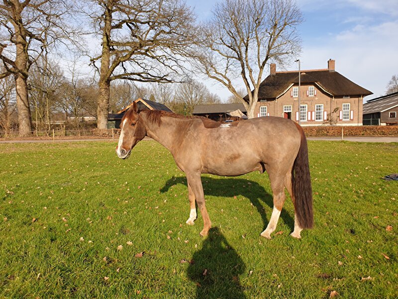 Afbeelding