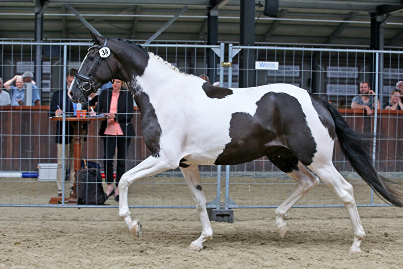 Afbeelding
