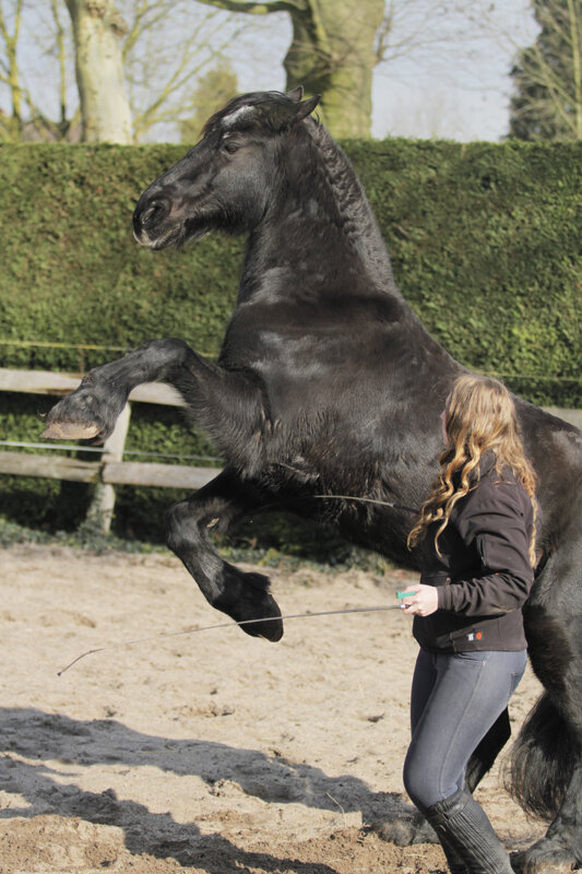 Afbeelding