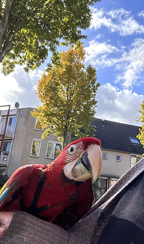 Afbeelding