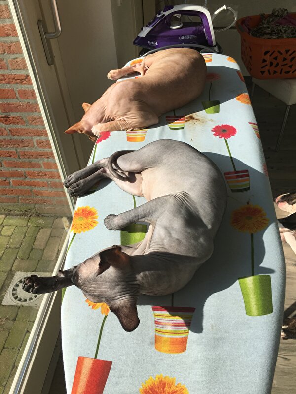 Afbeelding