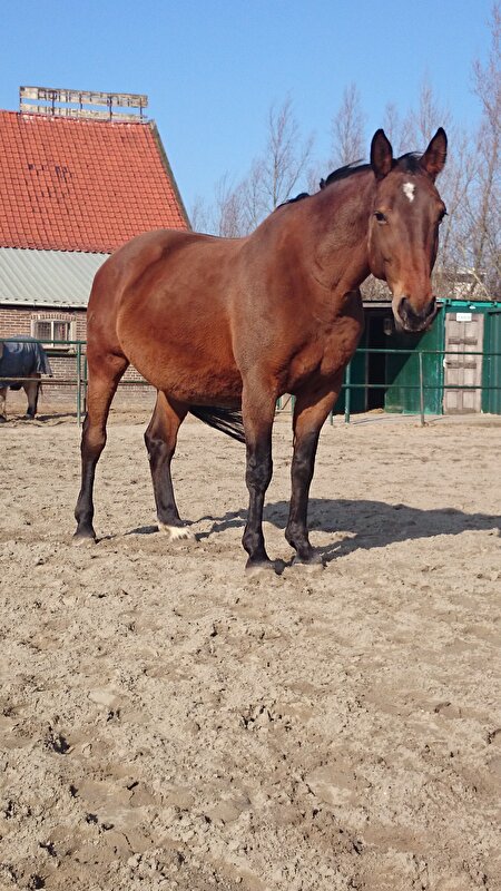 Afbeelding