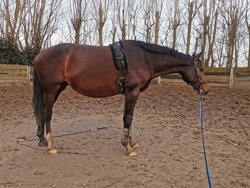 Afbeelding