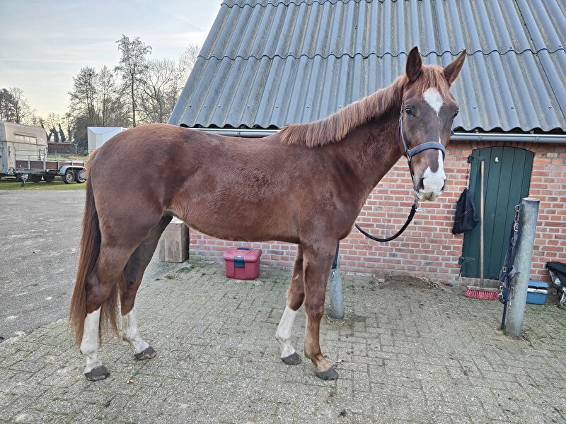 Afbeelding