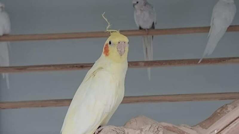 Afbeelding