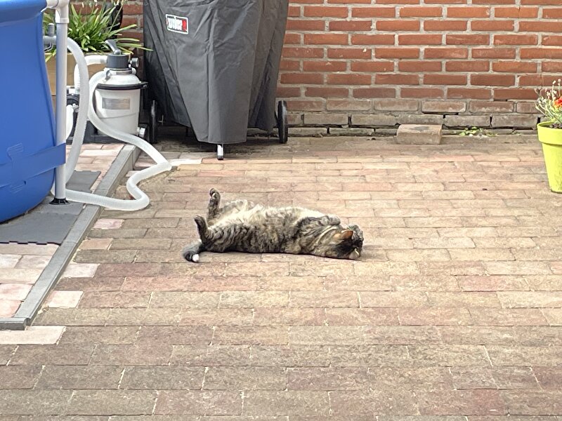 Afbeelding