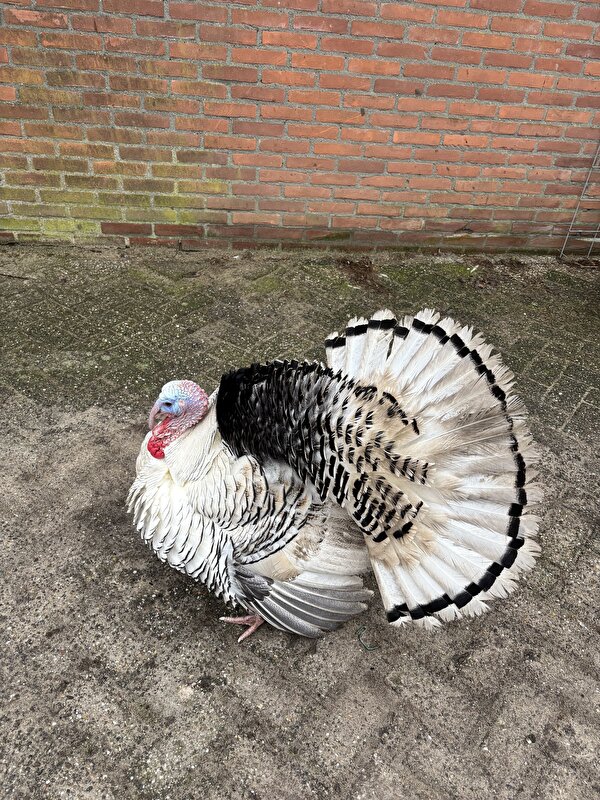 Afbeelding