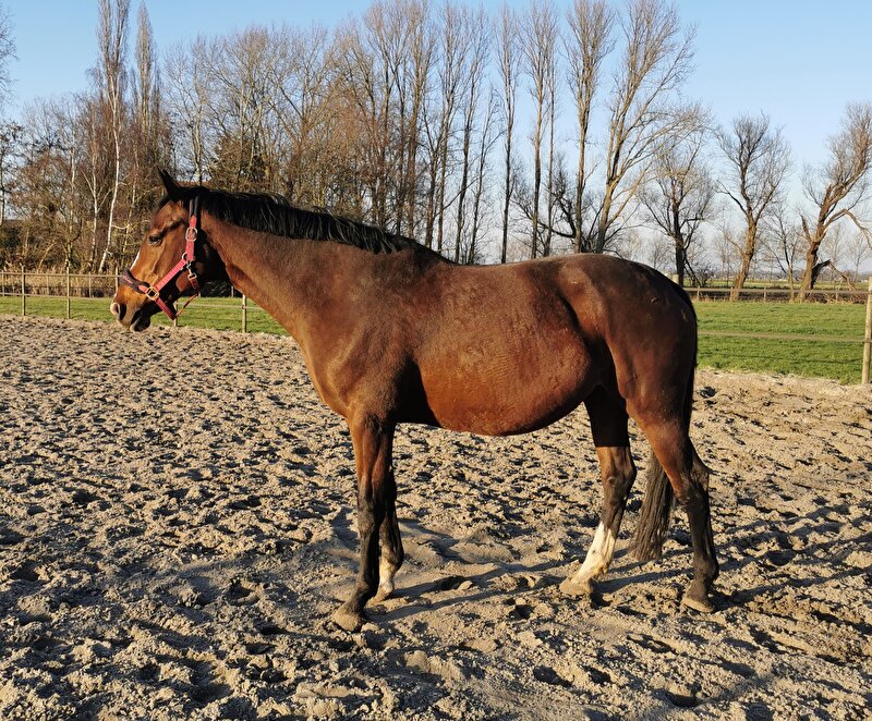 Afbeelding