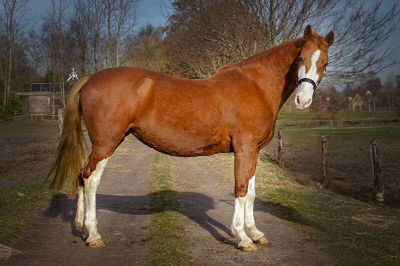 Afbeelding