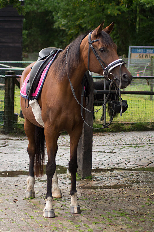 Afbeelding