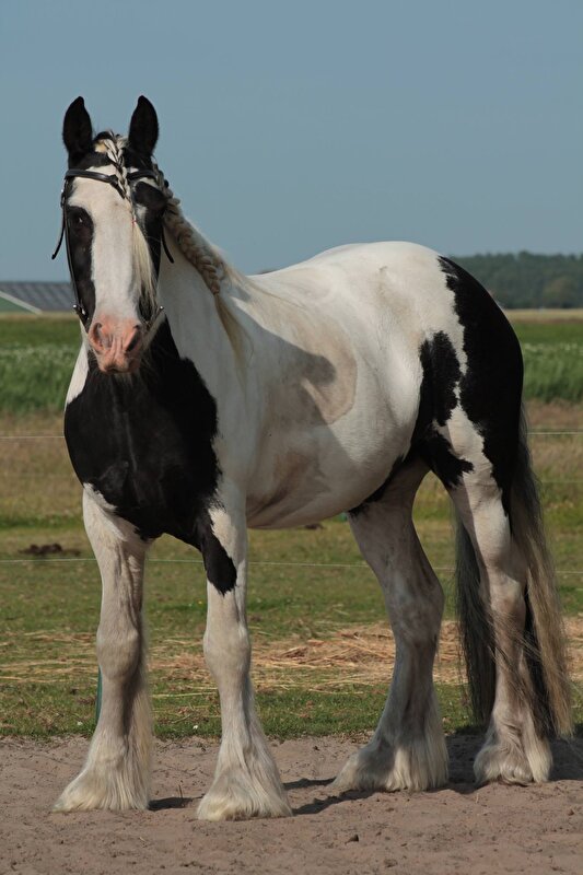 Afbeelding