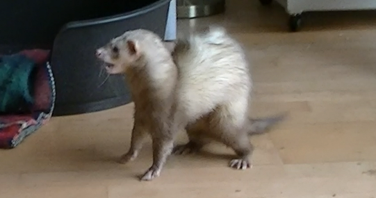 Afbeelding