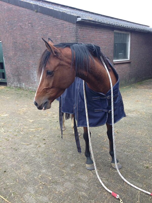 Afbeelding