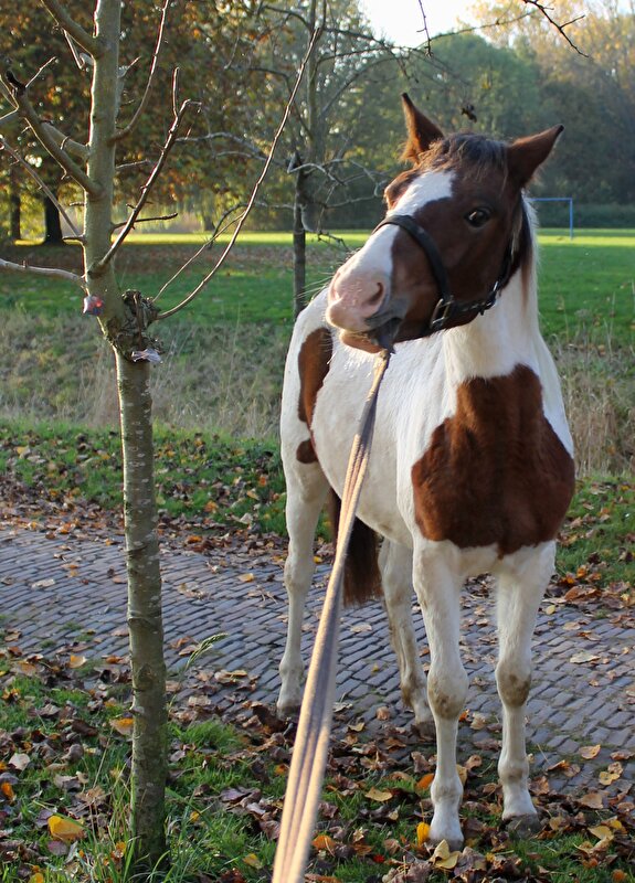 Afbeelding