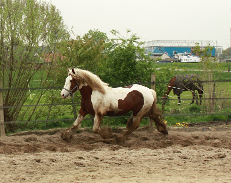 Afbeelding