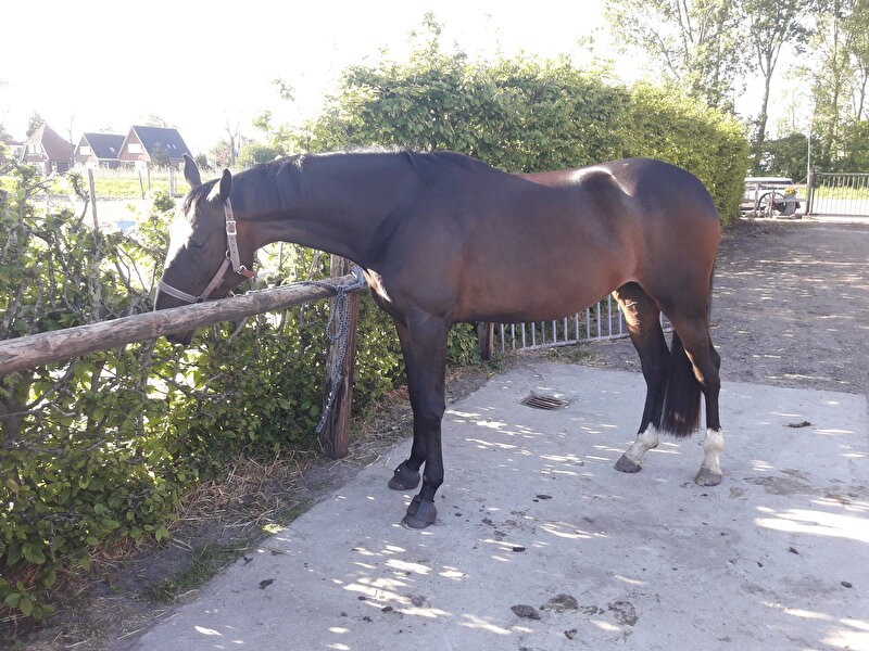 Afbeelding