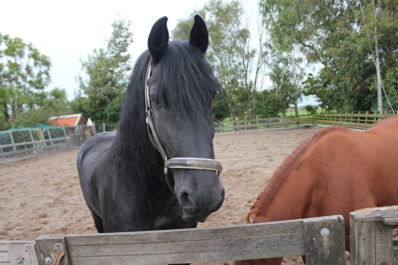 Afbeelding