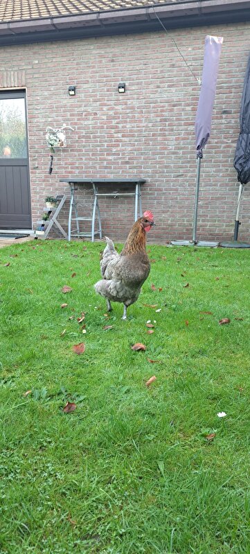 Afbeelding