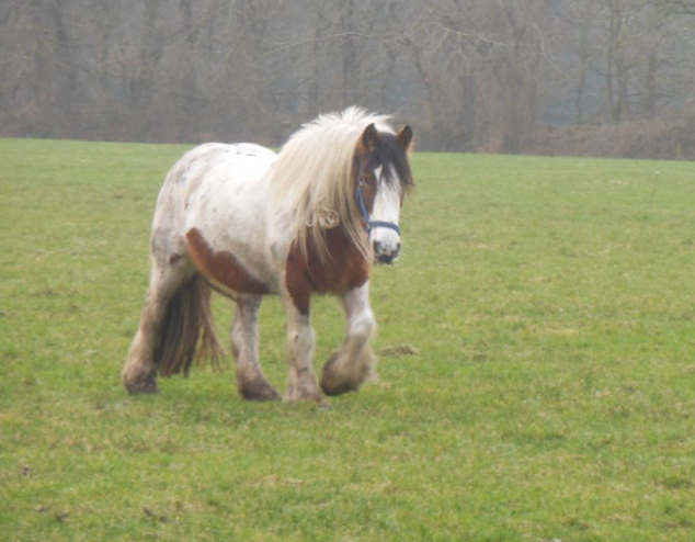 Afbeelding