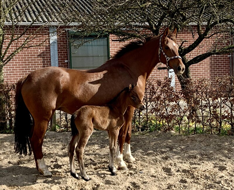 Afbeelding