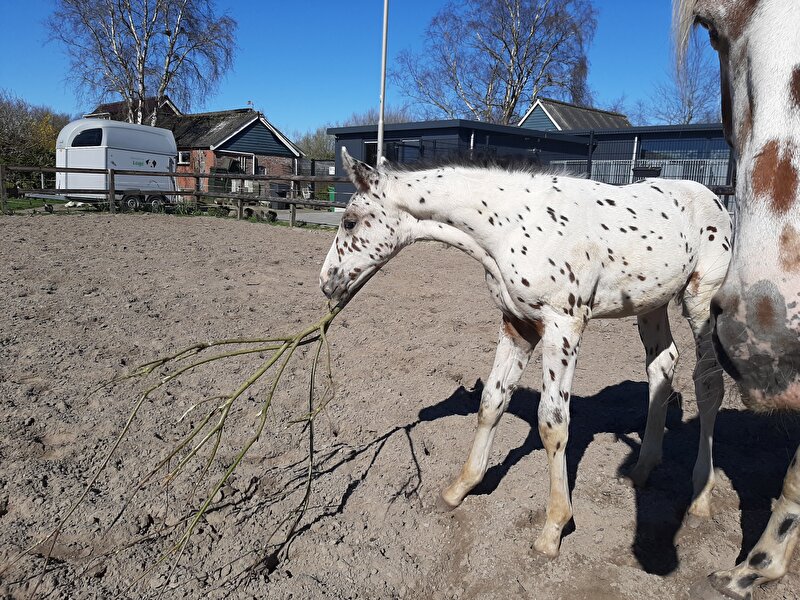 Afbeelding
