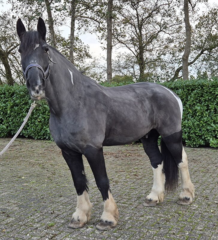 Afbeelding