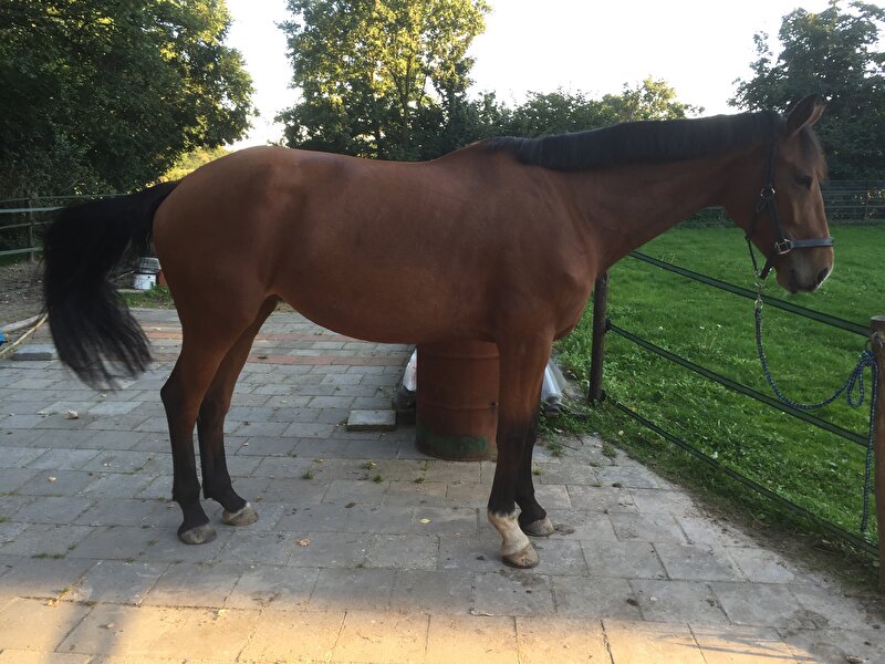 Afbeelding