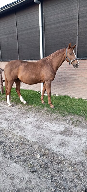 Afbeelding