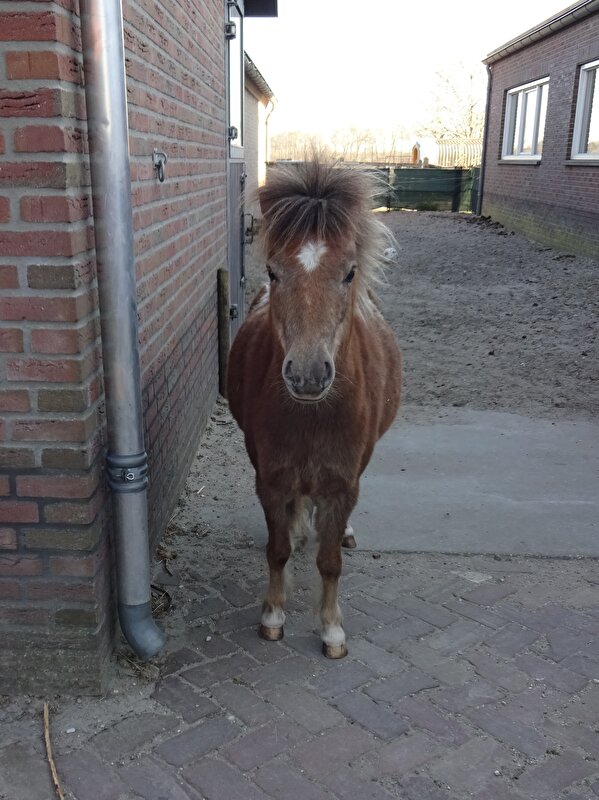 Afbeelding