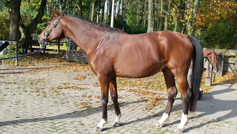 Afbeelding