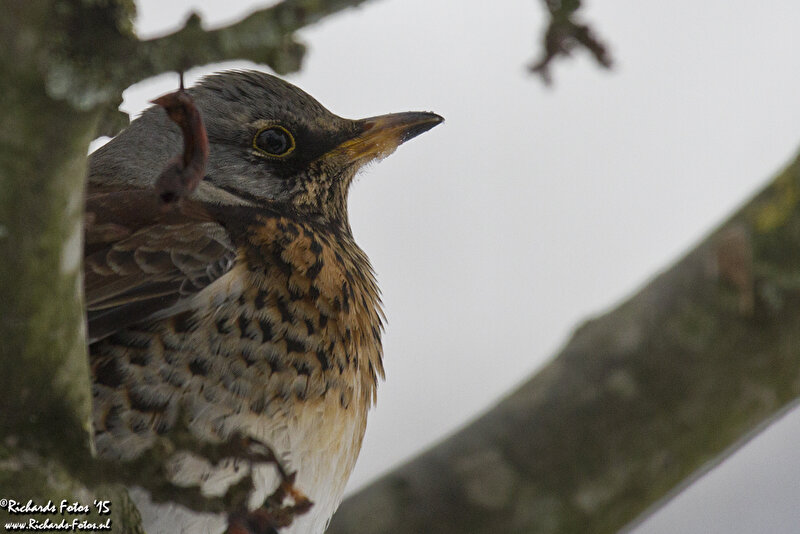 Vogels in de tuin • Bokt.nl