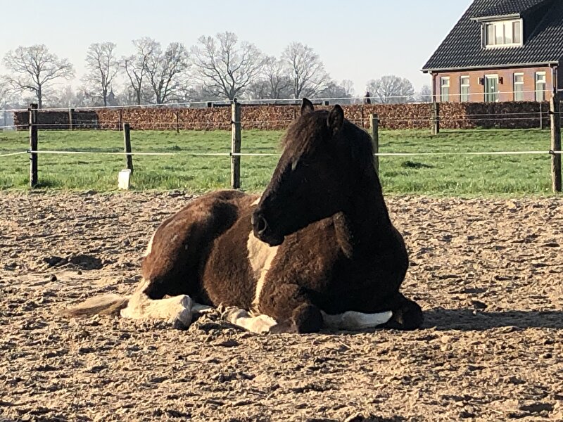Afbeelding