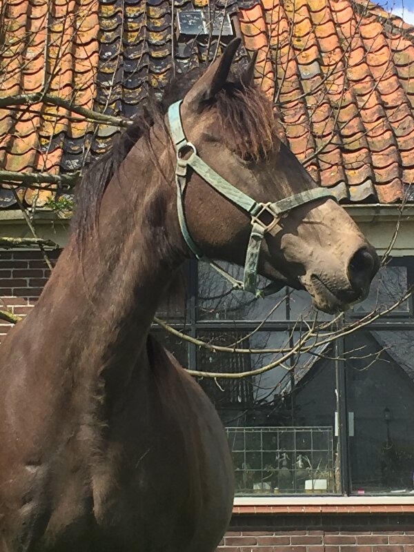 Afbeelding