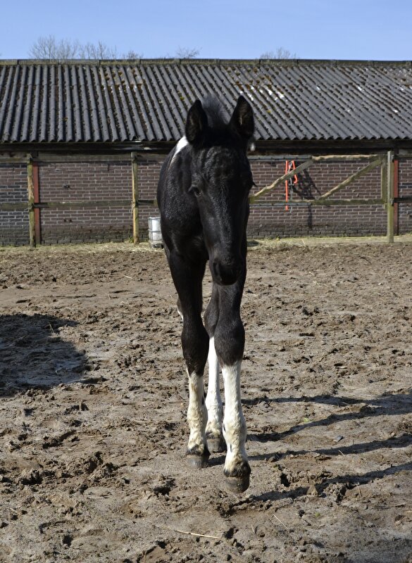 Afbeelding