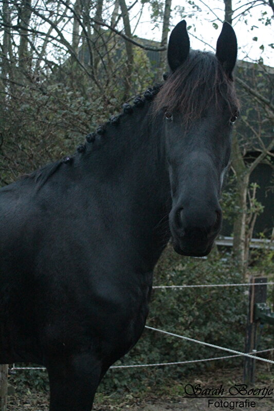 Afbeelding