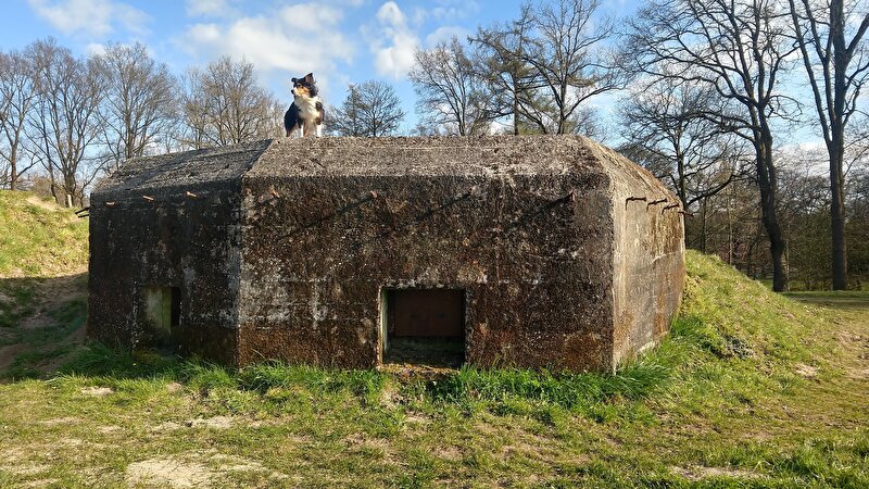 Afbeelding