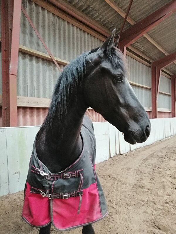 Afbeelding