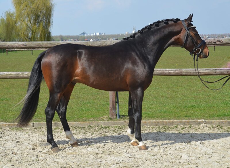 Afbeelding
