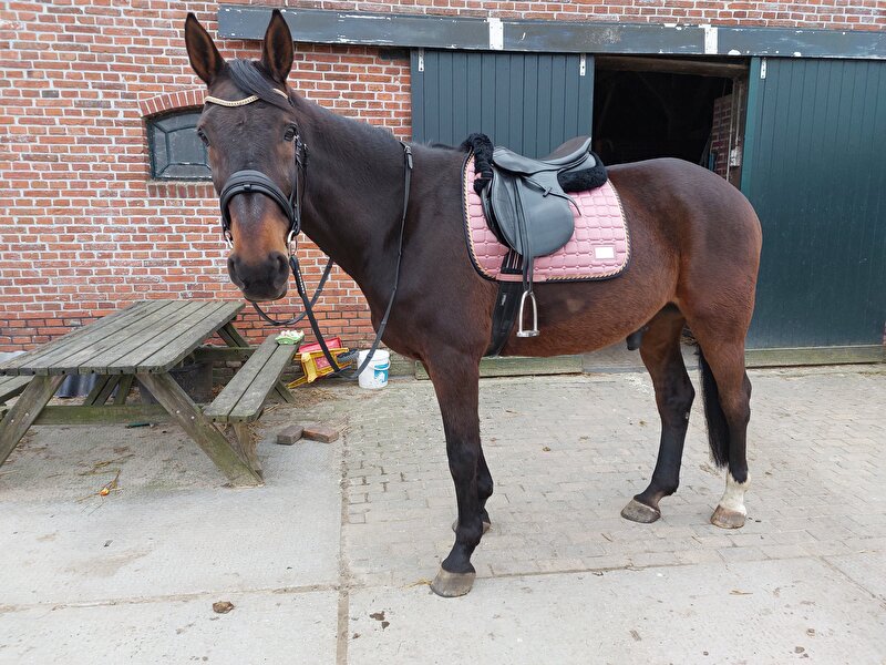 Afbeelding