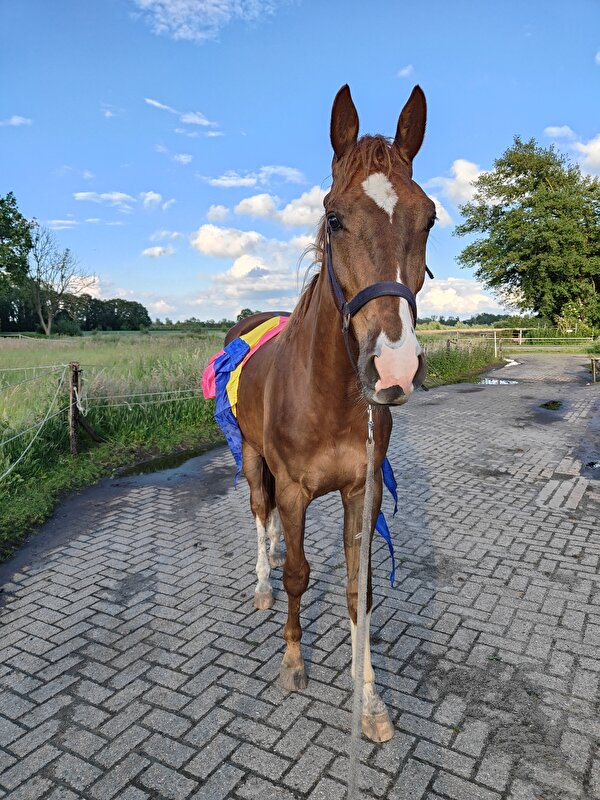 Afbeelding