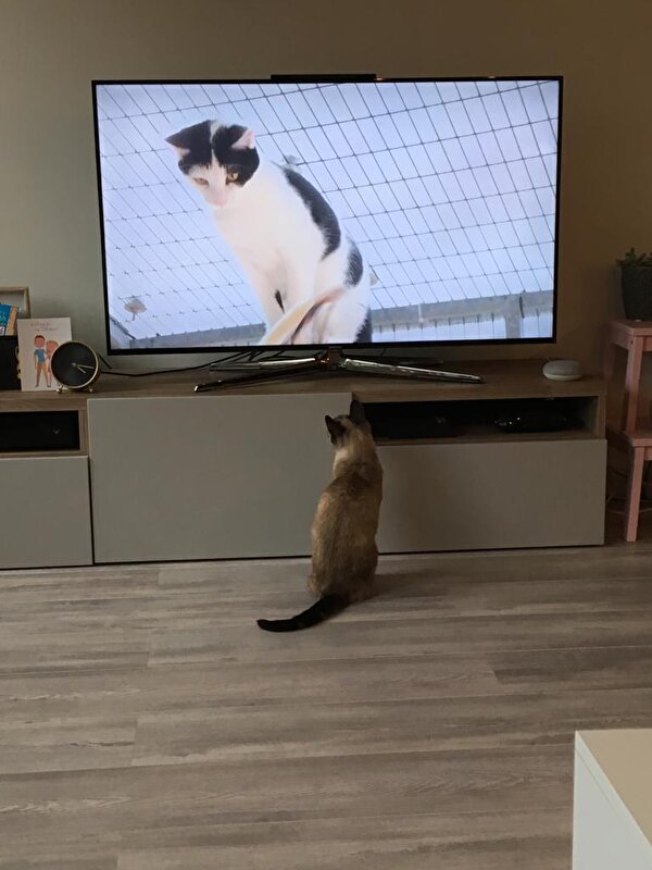Mijn kat en TV verslaving • Bokt.nl
