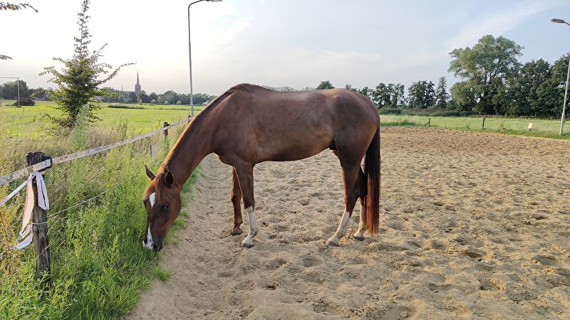 Afbeelding