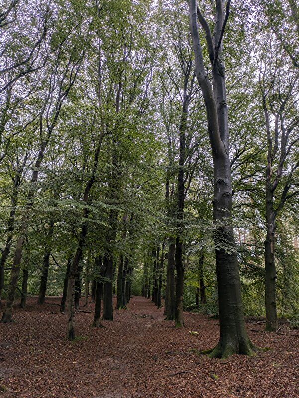 Afbeelding