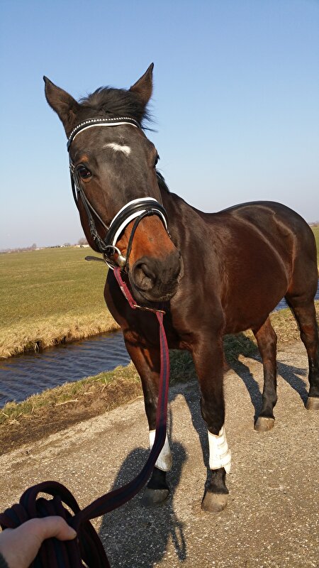 Afbeelding