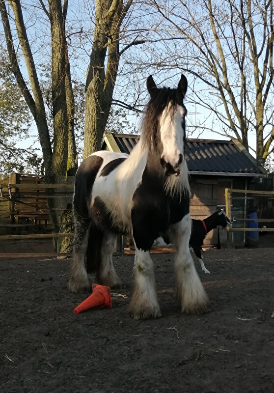 Afbeelding