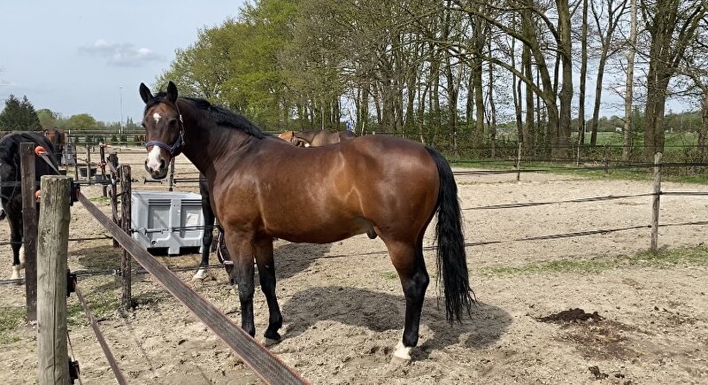 Afbeelding