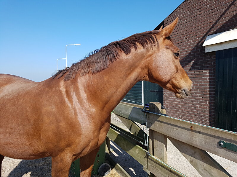 Afbeelding