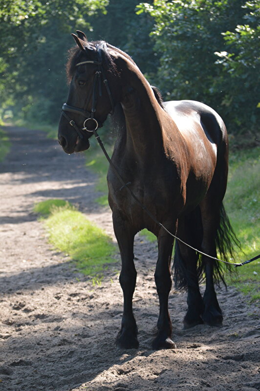 Afbeelding