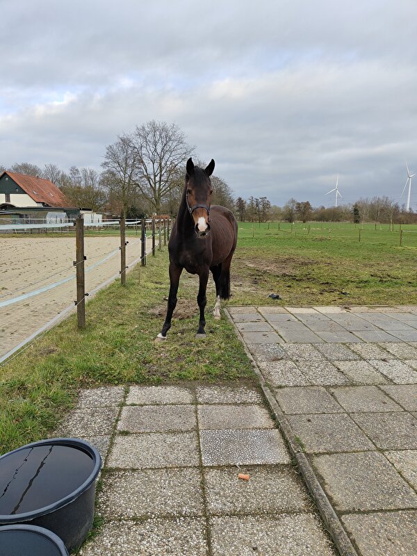 Afbeelding